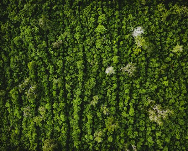 Why Is Environmental Volunteering so Popular?
